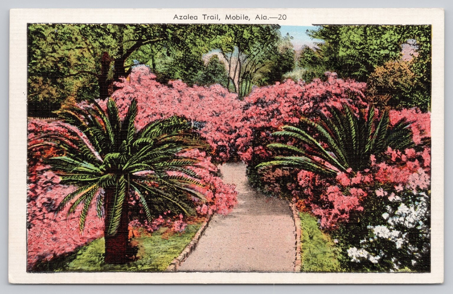 Vintage Linen Postcard Azalea Trail Mobile Alabama Floral Pathway Vintage Linen Postcard Azalea Trail Mobile Alabama Floral Pathway