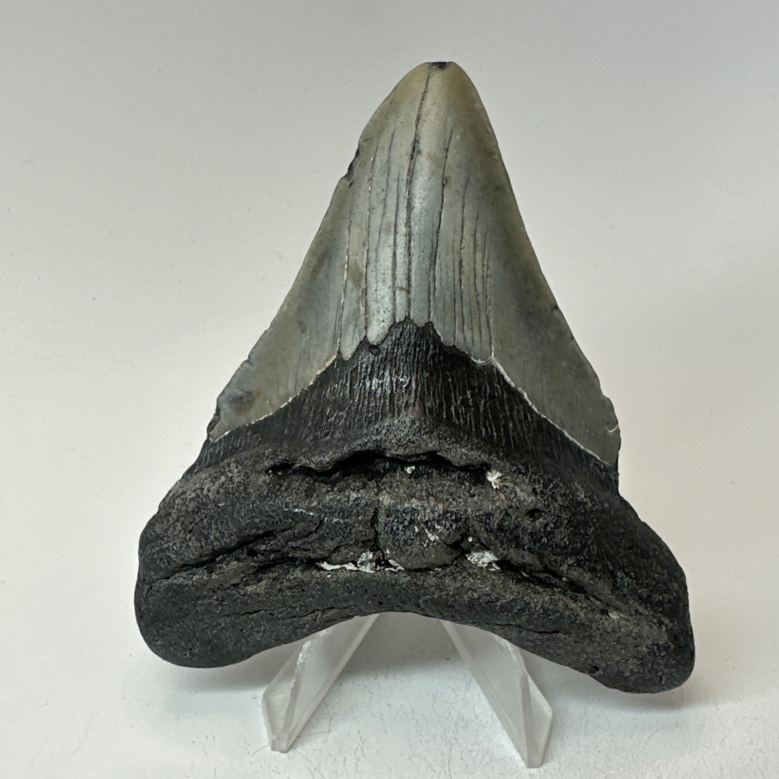 Megalodon Shark Tooth 3.88 Inch - Amazing - Authentic Fossil - Carolina 20300