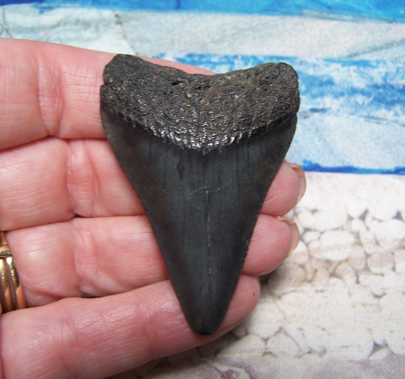 GREAT WHITE SHARK TOOTH 2 1/8\