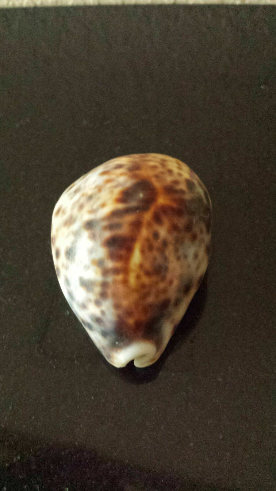 Sea Shells Cypraea Tigris  Schilderiana 63 MM  - RARE Dark Spots and Line WOW