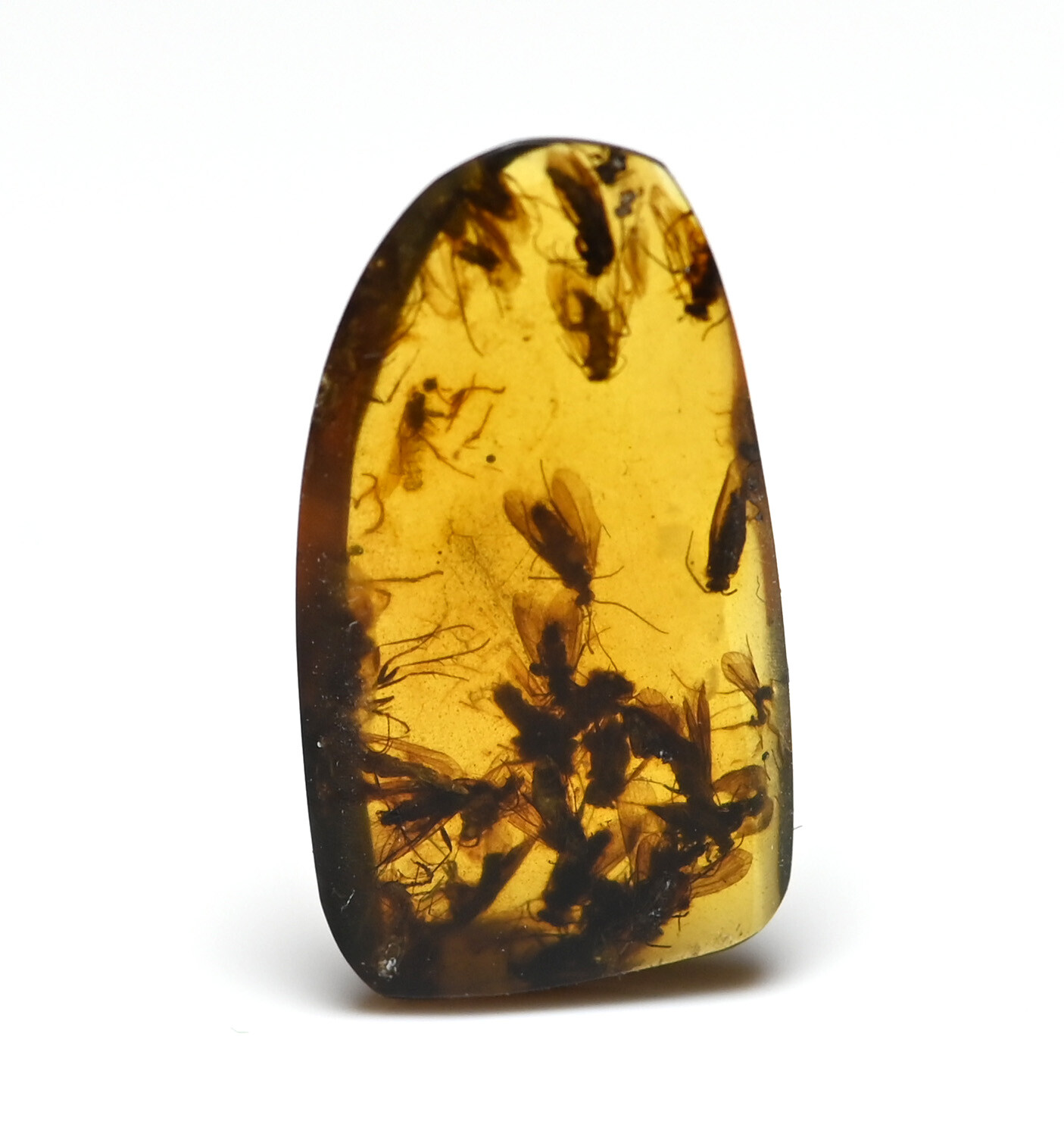 Large swarm of Trichoptera (Caddisfly) in Burmese Amber
