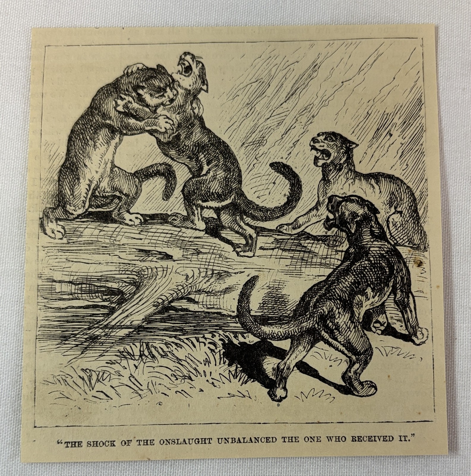 1884 magazine engraving ~ WILD COUGARS FIGHTING WITH EACH OTHER ON A LOG 1884 magazine engraving ~ WILD COUGARS FIGHTING WITH EACH OTHER ON A LOG