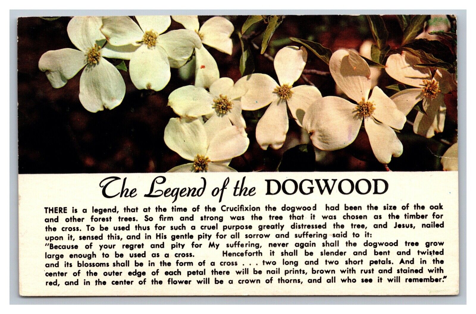 Thomasville, GA Georgia The Legend of the Dogwood Flowers Postcard Posted 1967