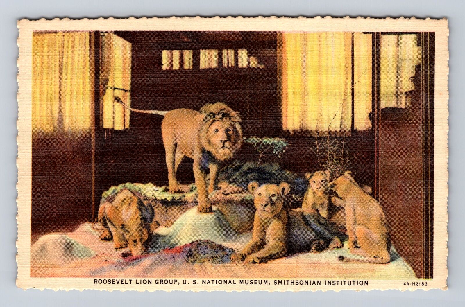 Washington D.C., Roosevelt Lion Group, Smithsonian Institution, Vintage Postcard