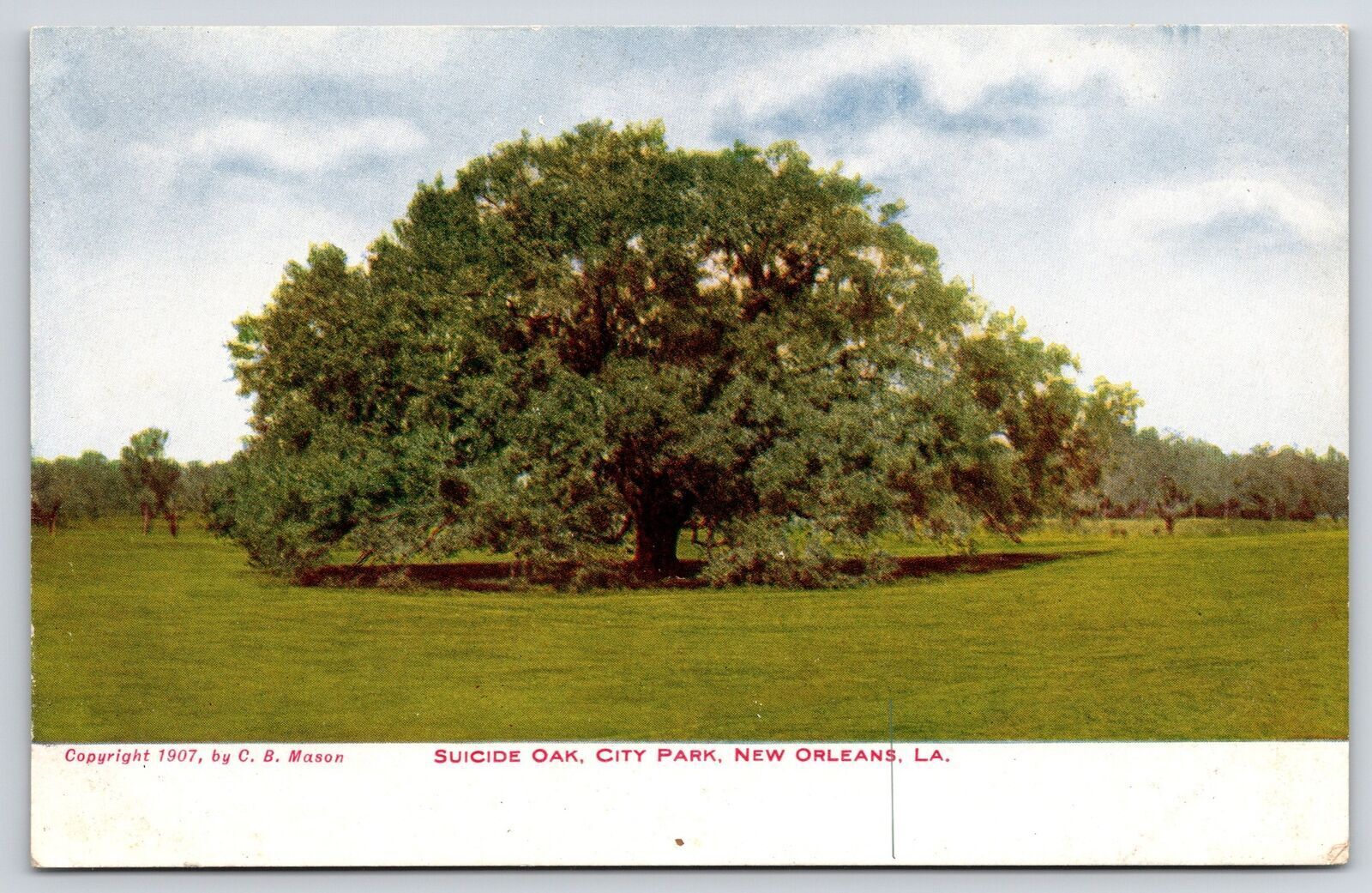 Suicide Oak City Park New Orleans Louisiana Huge Grounds And Trees View Postcard