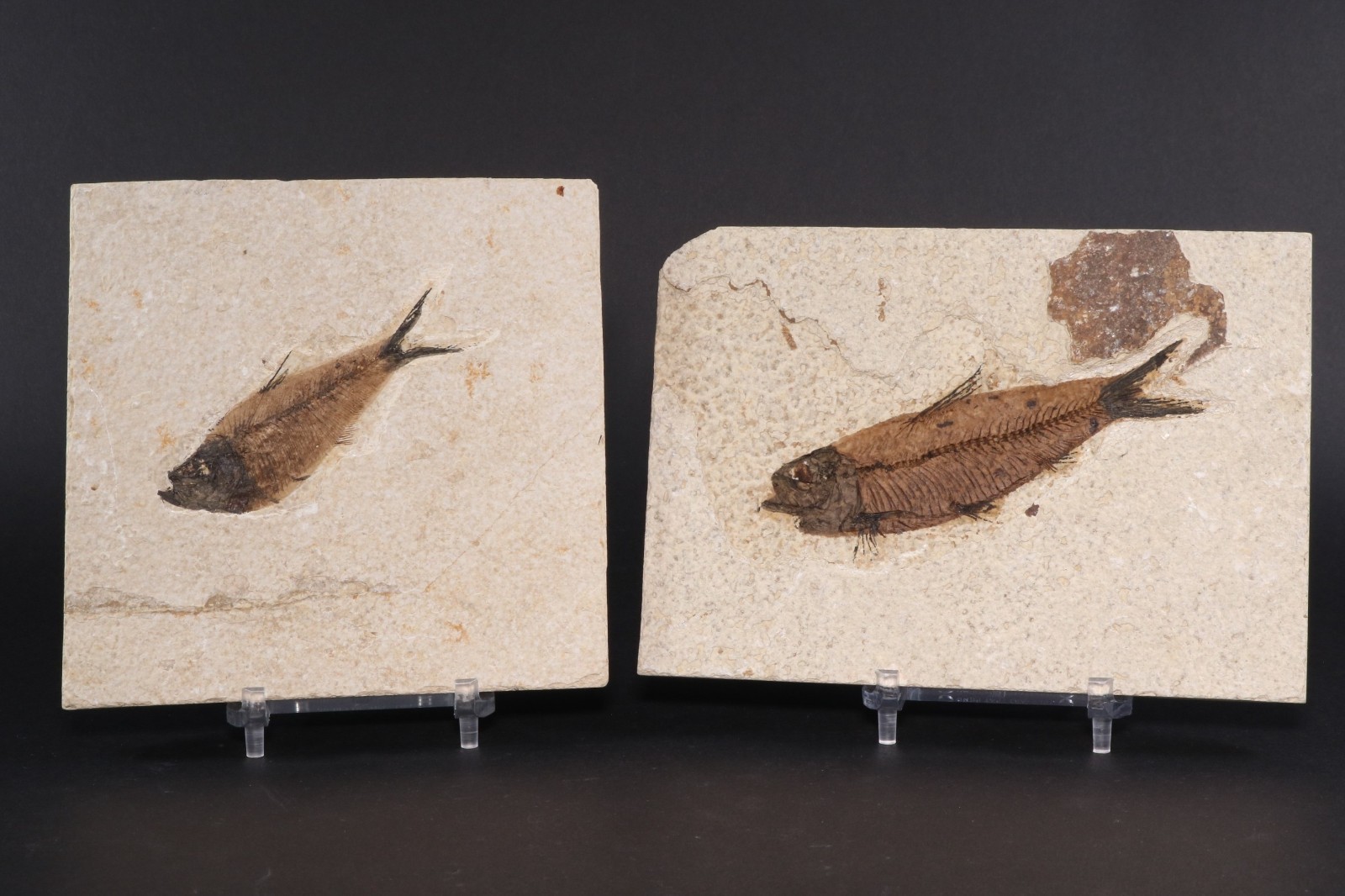 Diplomystus & Knightia Fossil Fish Fossil Lake Green River Fm Wyoming COA 11976