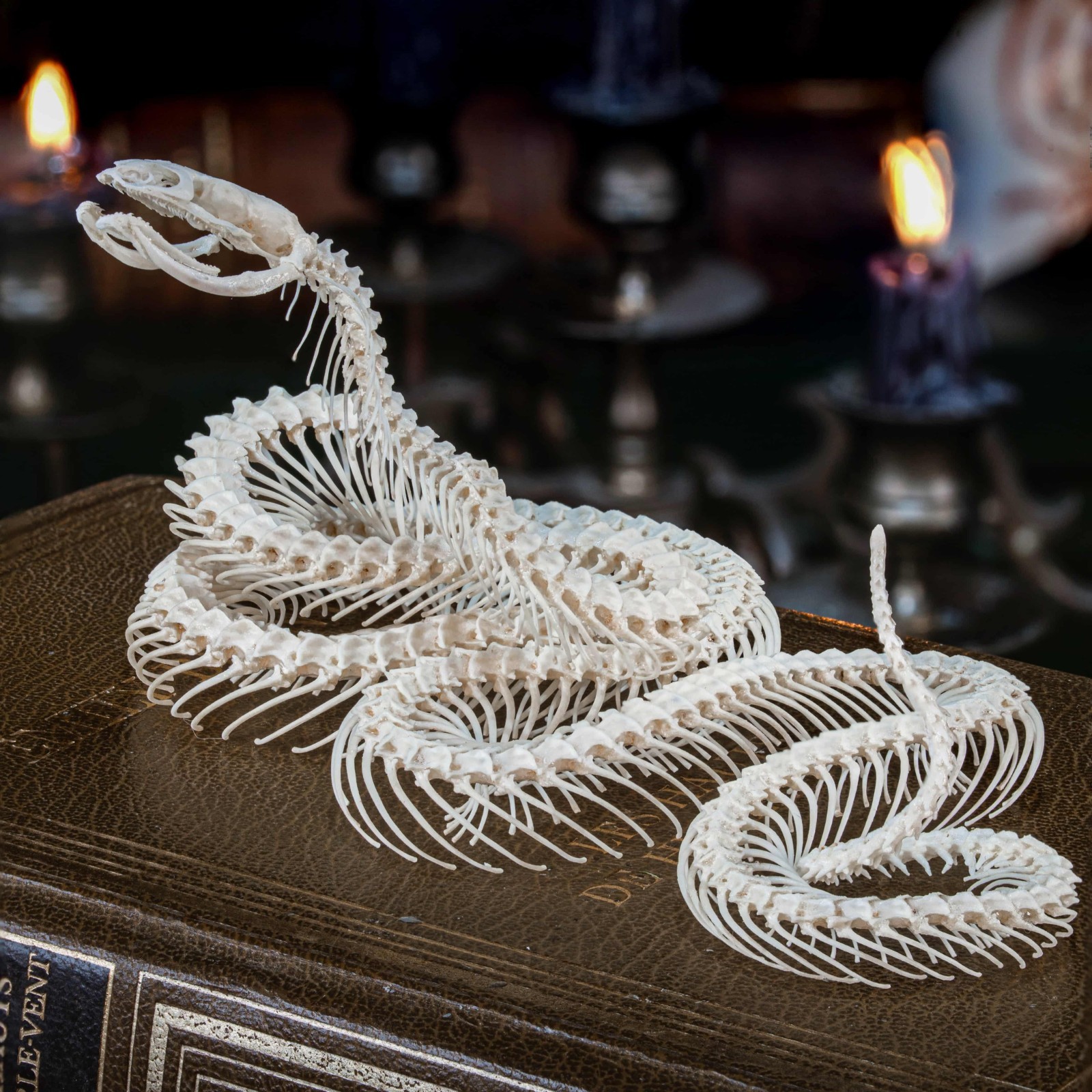 Real Snake Skeleton Taxidermy, Attack Pose, Standing up on realistic Diorama Real Snake Skeleton Taxidermy, Attack Pose, Standing up on realistic Diorama