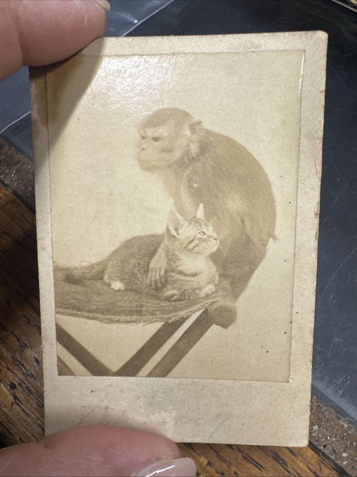 CIRCA 1860s CABINET CARD CHIMPANZEE MONKEY & CAT CIRCA 1860s CABINET CARD CHIMPANZEE MONKEY & CAT