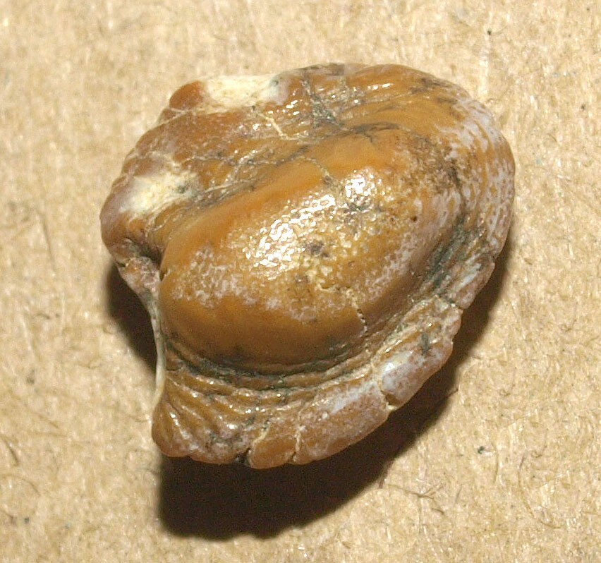 Lovely Rooted tooth -Ptychodus anonymus, Cenomanian of Ryazan reg., Russia Lovely Rooted tooth -Ptychodus anonymus, Cenomanian of Ryazan reg., Russia
