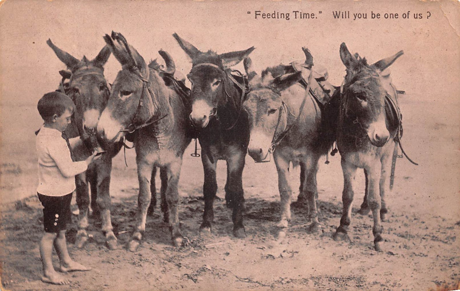 RPPC Young Boy Feeding Pack Mules FEEDING TIME 1916 Photo Postcard RPPC Young Boy Feeding Pack Mules FEEDING TIME 1916 Photo Postcard
