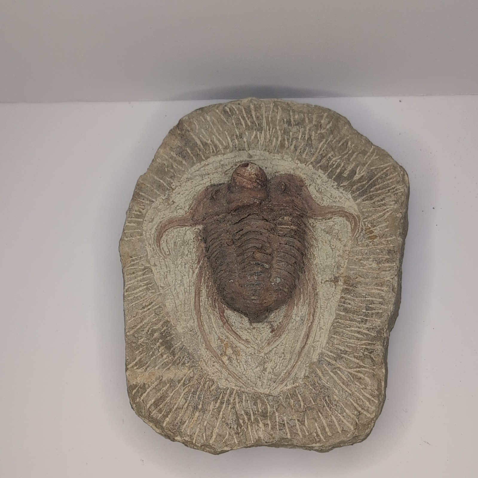 Trilobite Fossil Specimen in Matrix, Approx. 7'x5' Trilobite Fossil Specimen in Matrix, Approx. 7'x5'