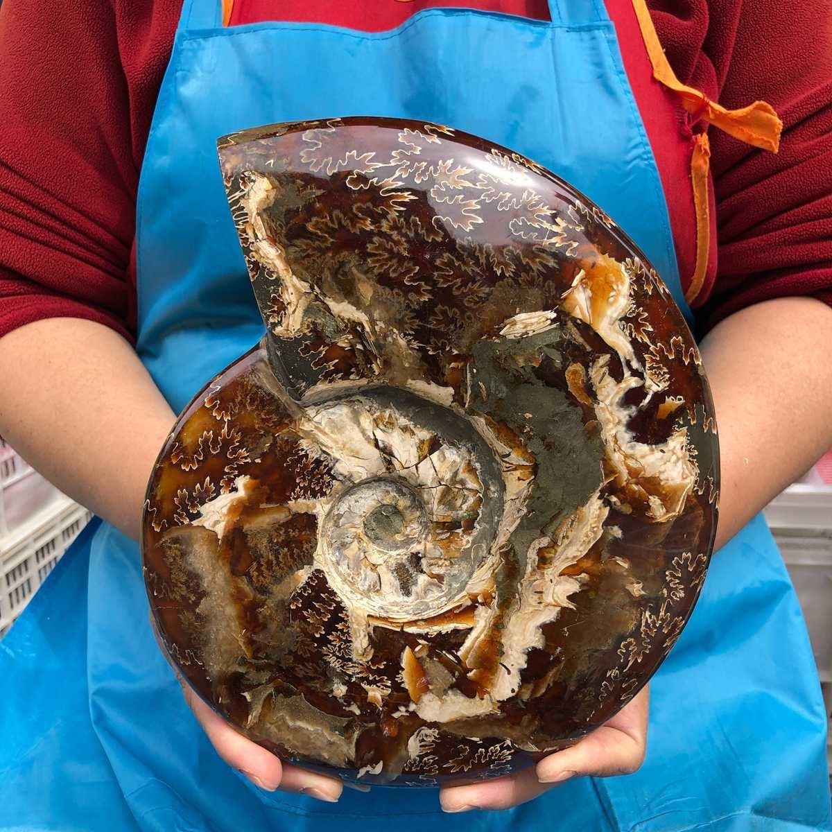 5.12LB Rare Natural Tentacle Ammonite Specimen Healing Madagascar 5.12LB Rare Natural Tentacle Ammonite Specimen Healing Madagascar