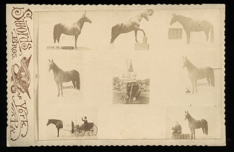 Rare Composite Photo Trick Circus Sideshow Horse 1800s Swords Bros Barnum Rare Composite Photo Trick Circus Sideshow Horse 1800s Swords Bros Barnum