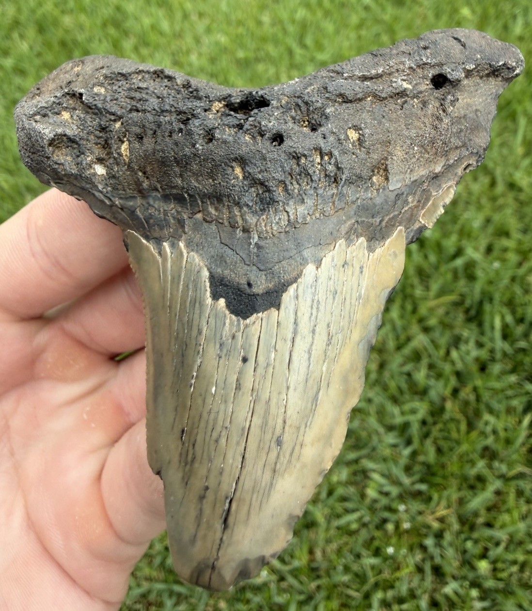 XL 3.41” Angustiden Shark Tooth Fossil Megalodon Ancestor XL 3.41” Angustiden Shark Tooth Fossil Megalodon Ancestor