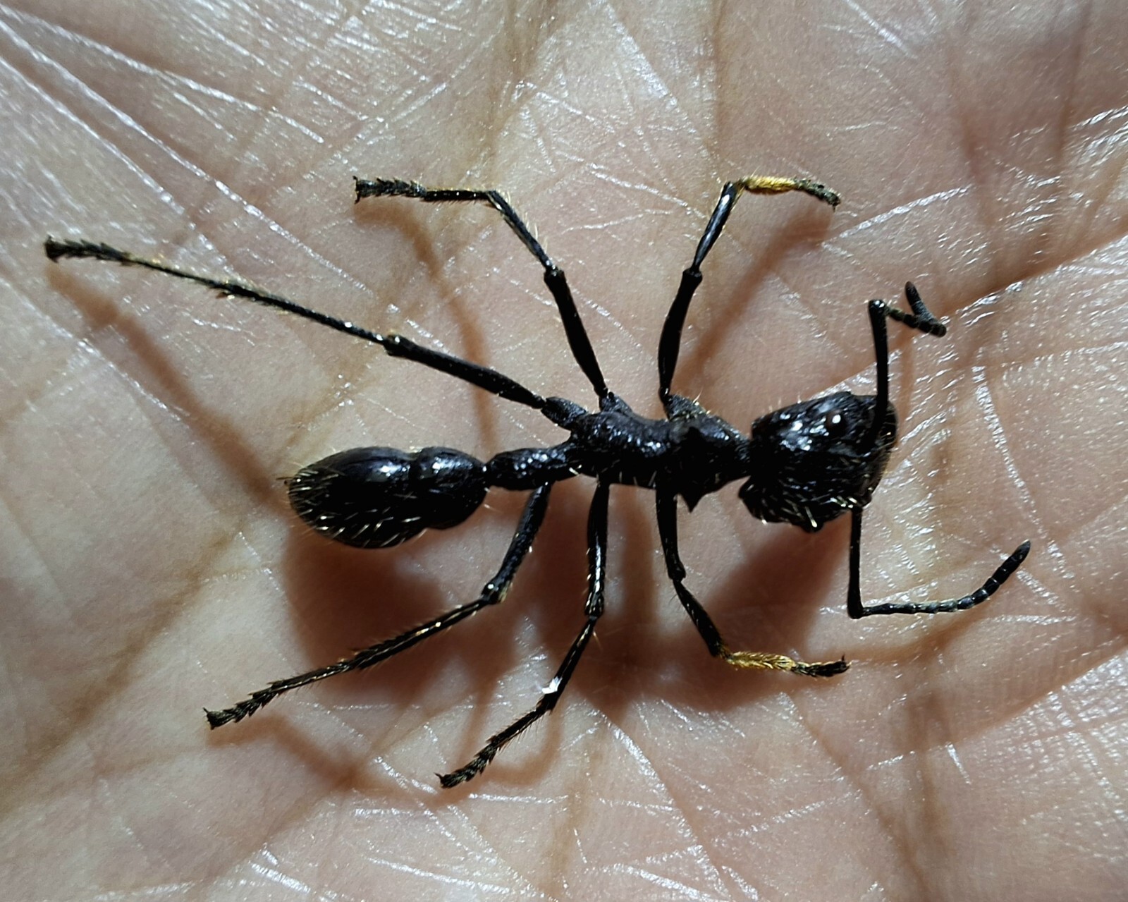 FORMICIDAE/ REAL BULLET ANT SPECIMENT PARAPONERA CLAVATA SIZE 19-24MM LOT OF 10. FORMICIDAE/ REAL BULLET ANT SPECIMENT PARAPONERA CLAVATA SIZE 19-24MM LOT OF 10.