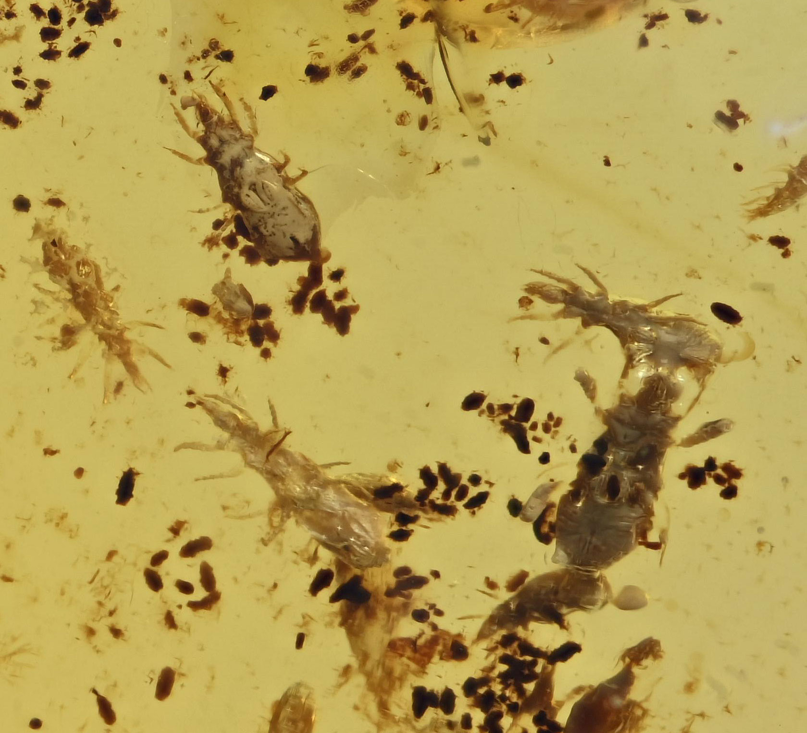 Huge swarm of Acari (Mites), Fossil insect inclusion in Burmese Amber Huge swarm of Acari (Mites), Fossil insect inclusion in Burmese Amber