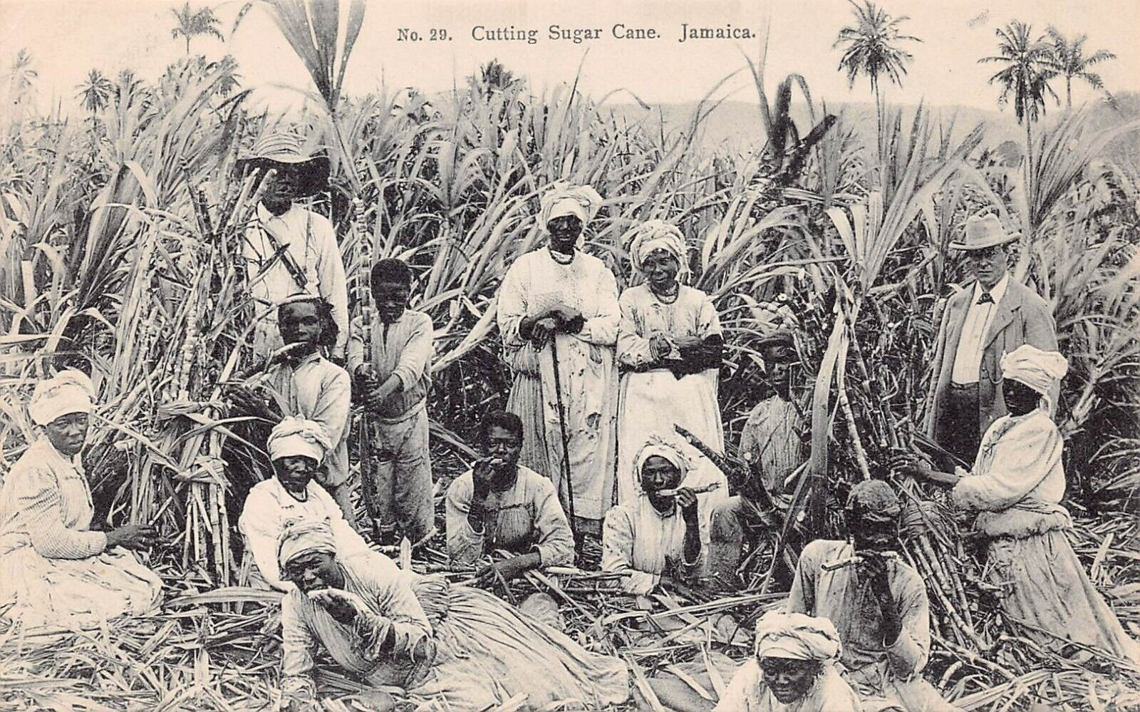 Kingston Jamaica Sugar Cane Plantation Farm Adolphe Duperly Vtg Postcard A11