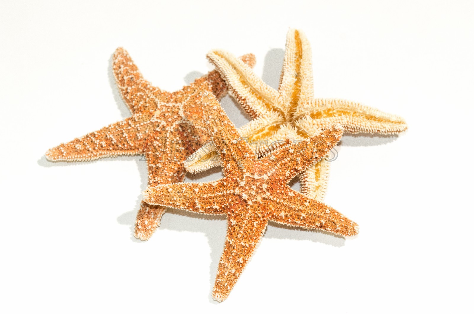 NessaStores- Sugar StarFish Sea Shell Wedding Real Craft 3 NessaStores- Sugar StarFish Sea Shell Wedding Real Craft 3