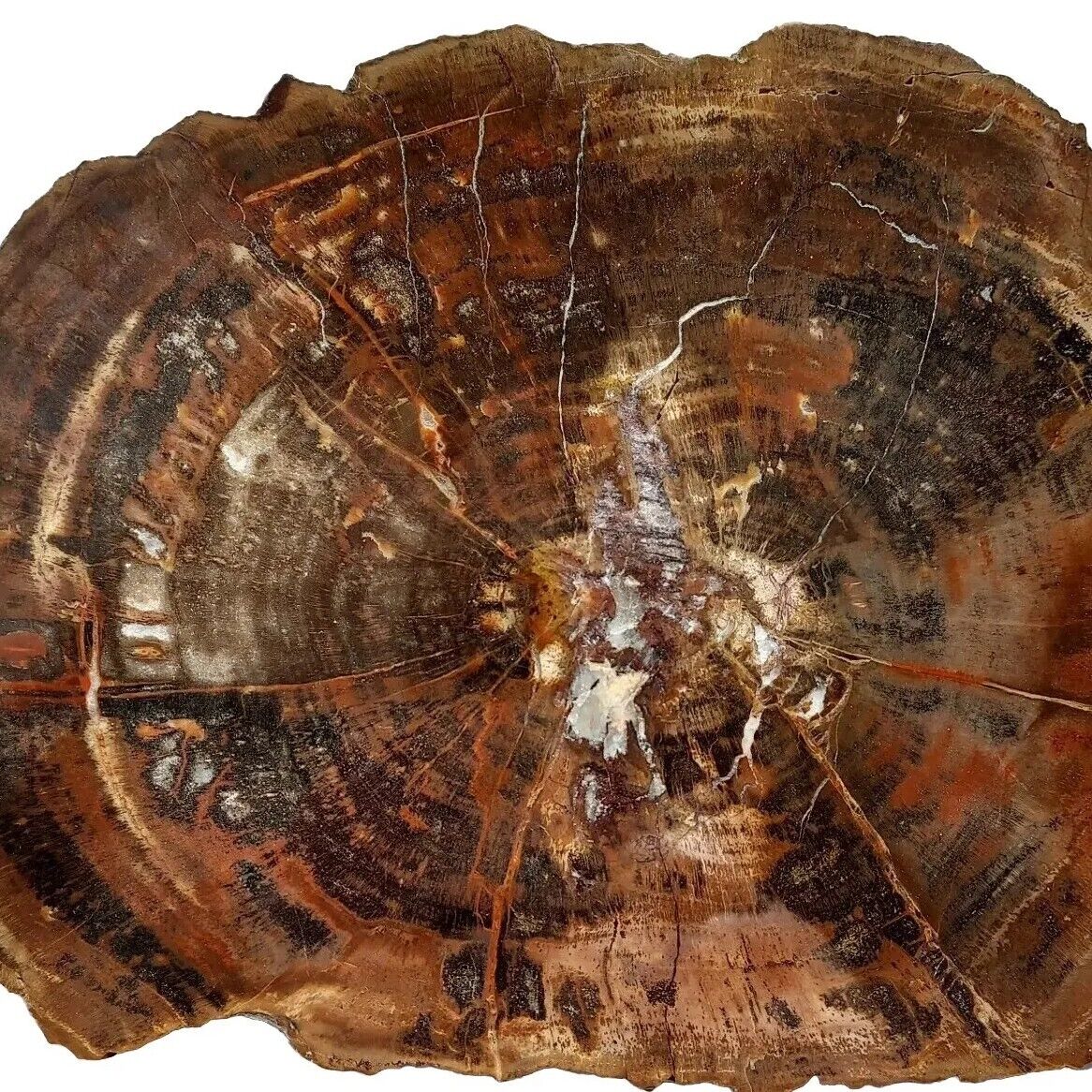 ~1.35lbs Southern Utah Petrified Wood Round, Polished face display rough Permian