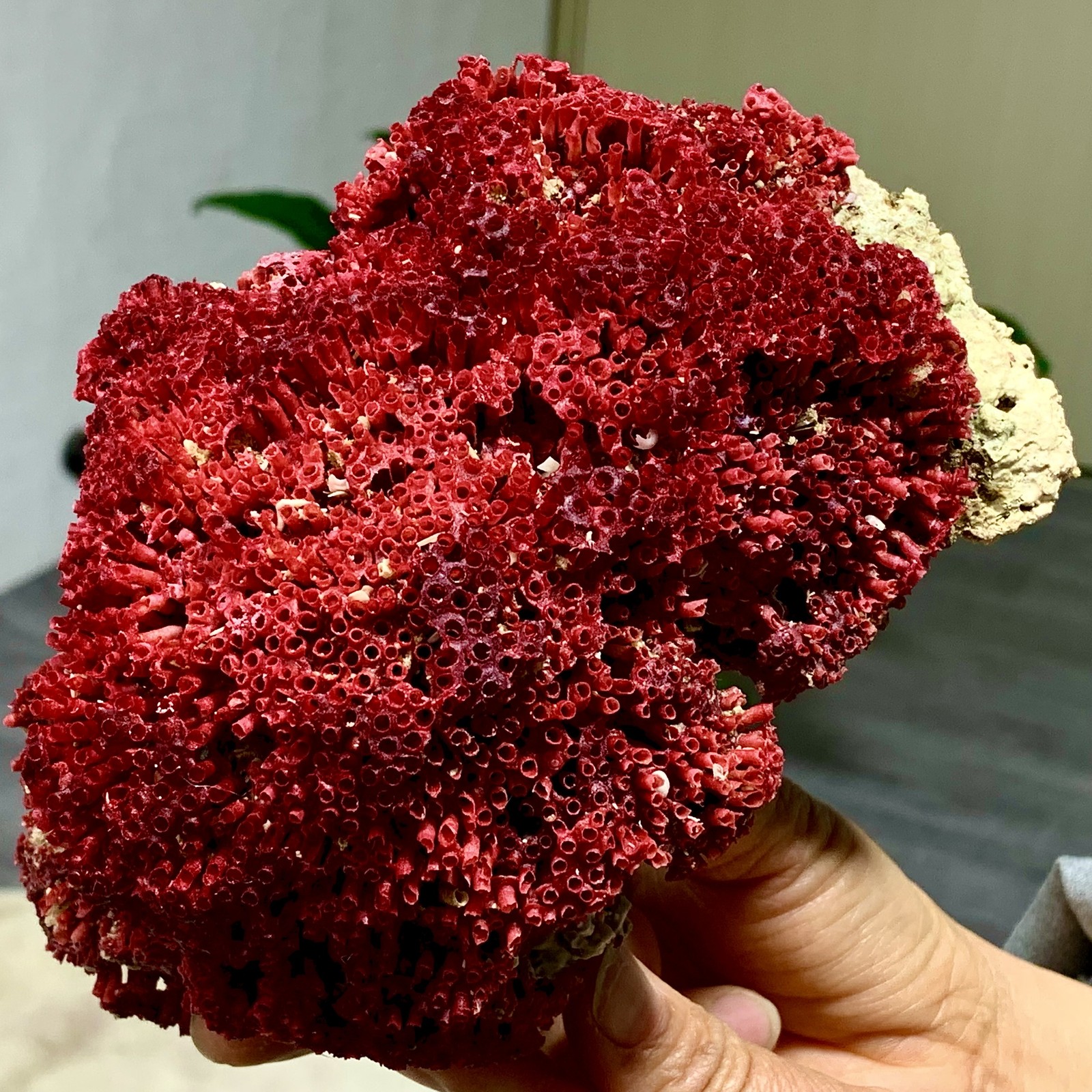 396G Natural orange red Coral Reef Cluster Marine Mineral Crystal Specimen 396G Natural orange red Coral Reef Cluster Marine Mineral Crystal Specimen