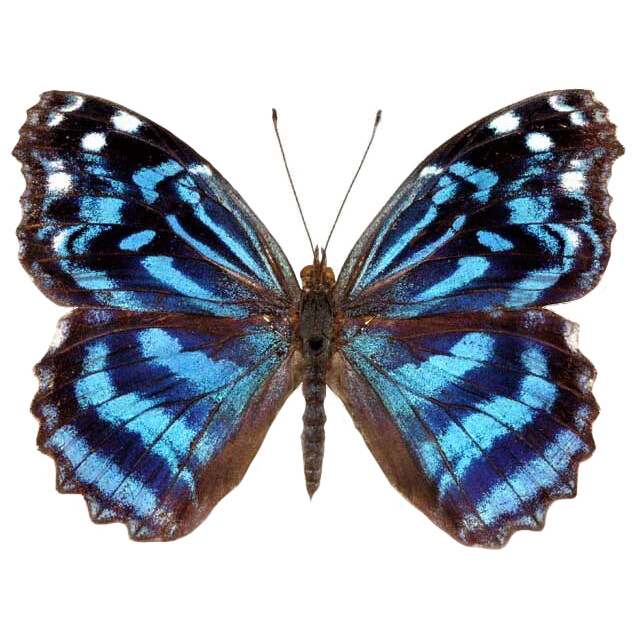 Myscelia ethusa blue purple butterfly Costa Rica unmounted wings closed Myscelia ethusa blue purple butterfly Costa Rica unmounted wings closed