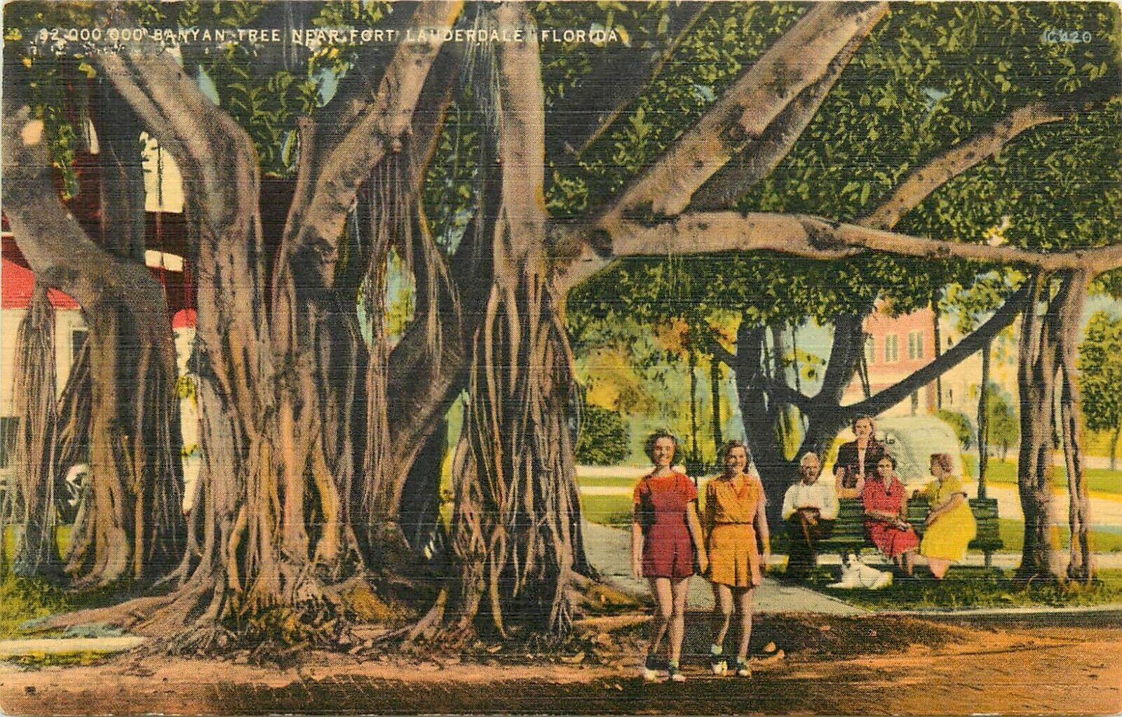 Banyan Tree Fort Lauderdale Florida FL Postcard