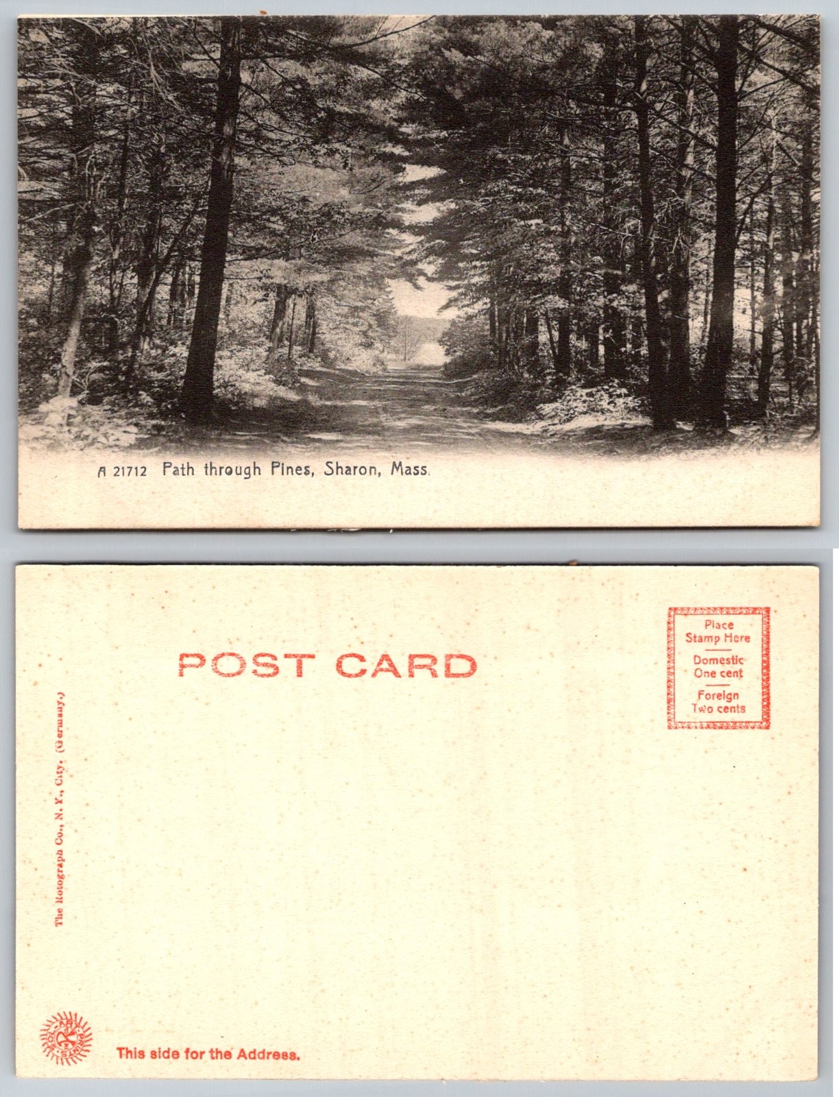 Sharon Massachusetts Path through Pines Scenic Landscape Rotograph Co. Postcard
