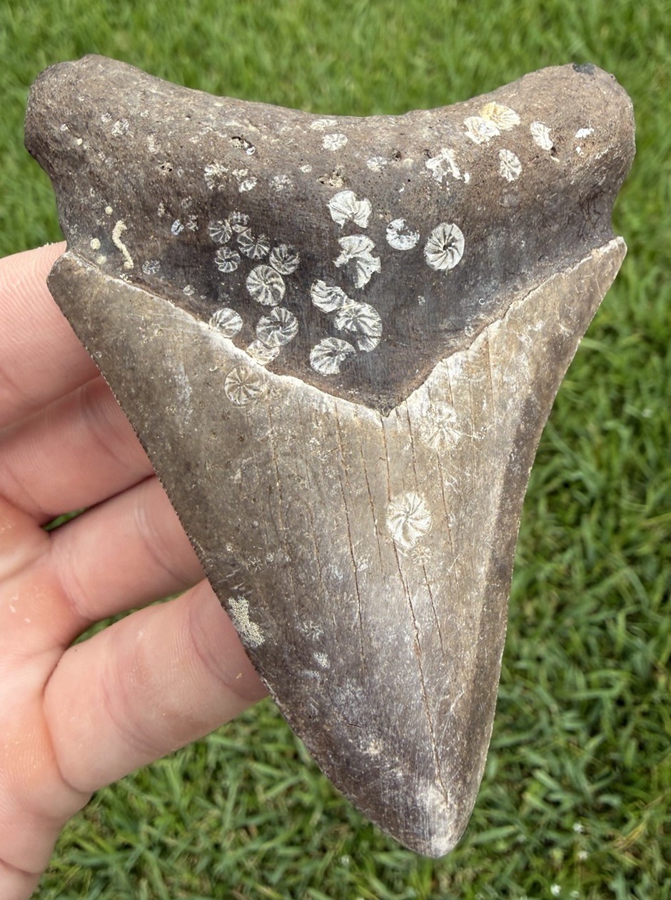 Natural 3.80” Megalodon Shark Tooth Fossil Real Shark Teeth No Restoration Natural 3.80” Megalodon Shark Tooth Fossil Real Shark Teeth No Restoration