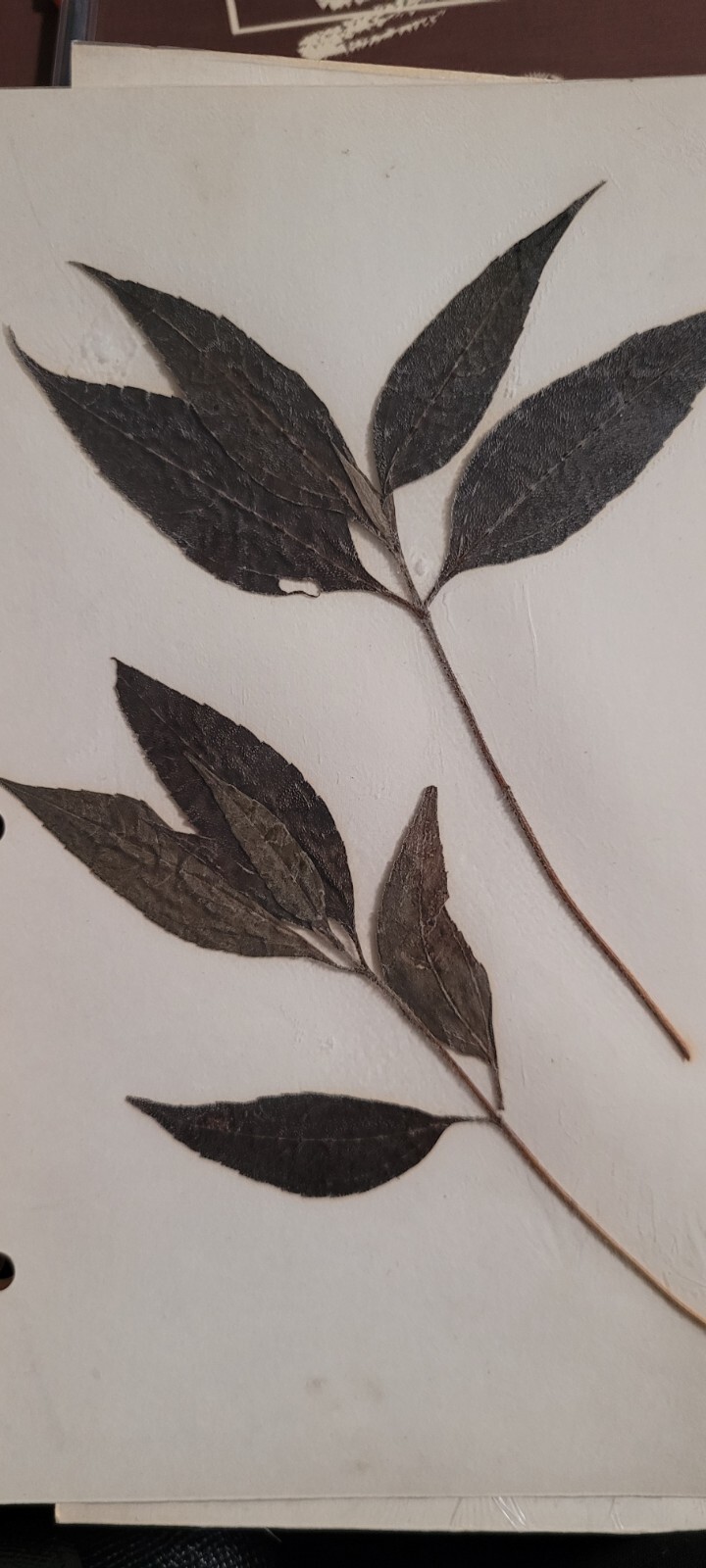 3 pressed leaves from 1970's