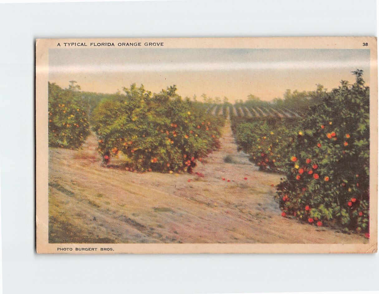 Postcard A Typical Orange Grove in Florida USA