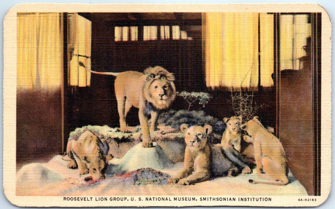 Roosevelt Lion Group, US National Museum, Smithsonian Institution, USA