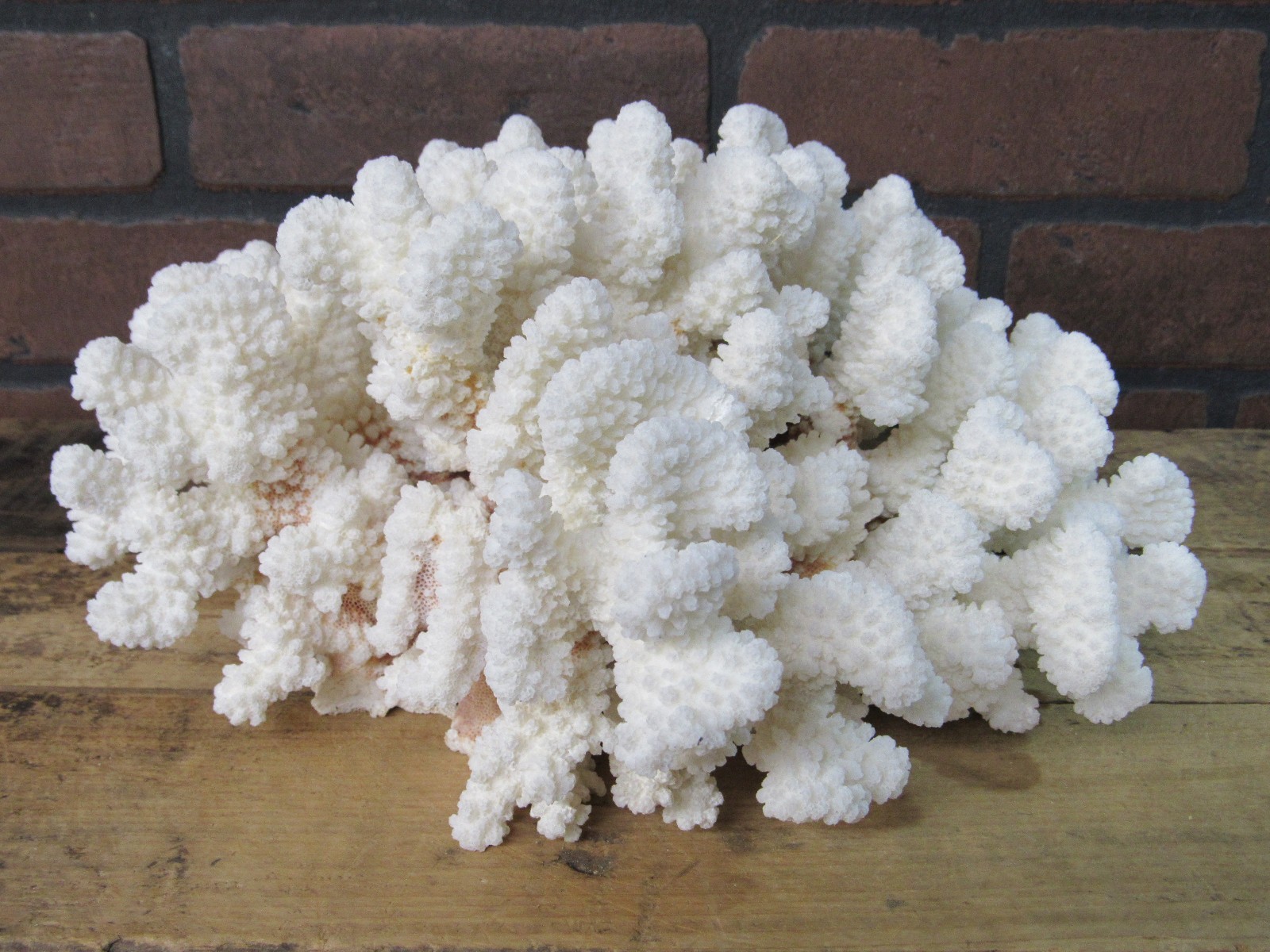 Natural Genuine BROWNSTEM Coral Aquarium Decor Beach Wedding 11 