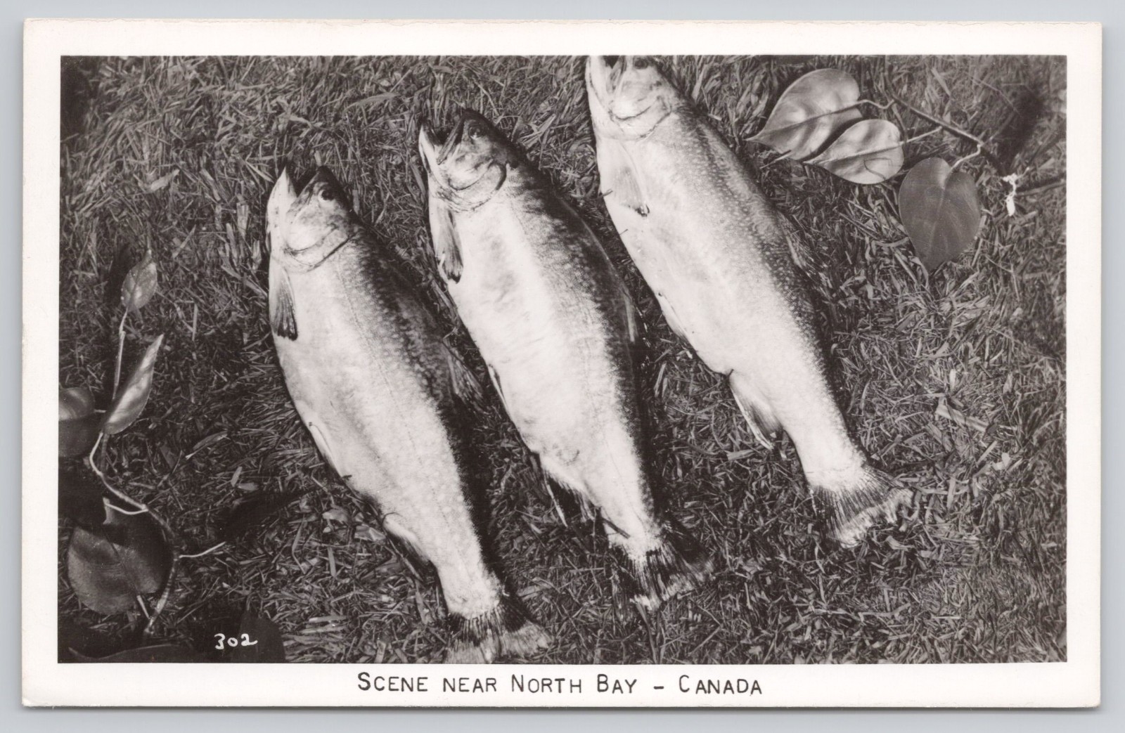 Scene from North Bay Canada Fish Trout Lying in Grass Ontario RPPC Postcard Scene from North Bay Canada Fish Trout Lying in Grass Ontario RPPC Postcard