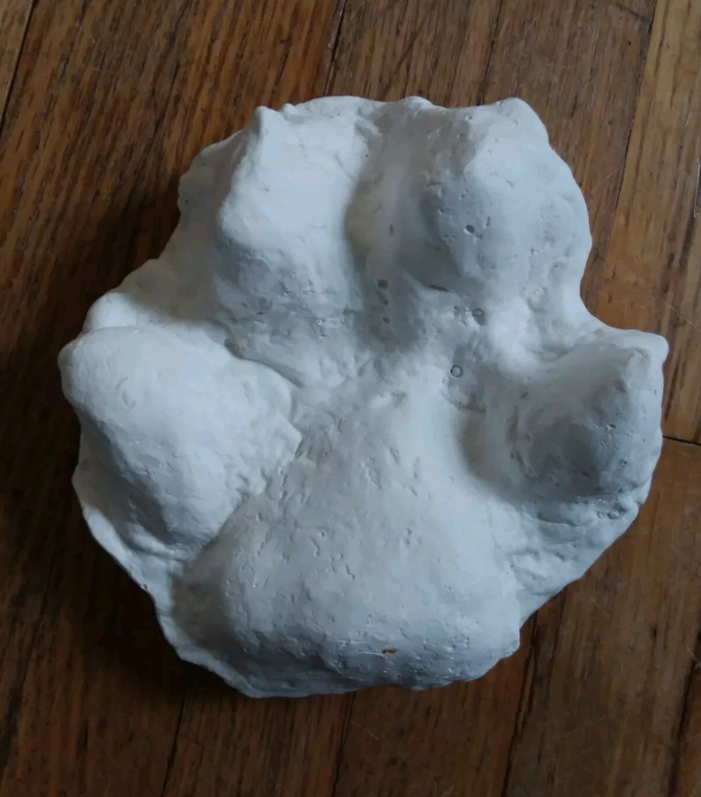 Wolf Handmade Alaska Wolf Track Cast Plaster Print Animal Track  Cast Wolves