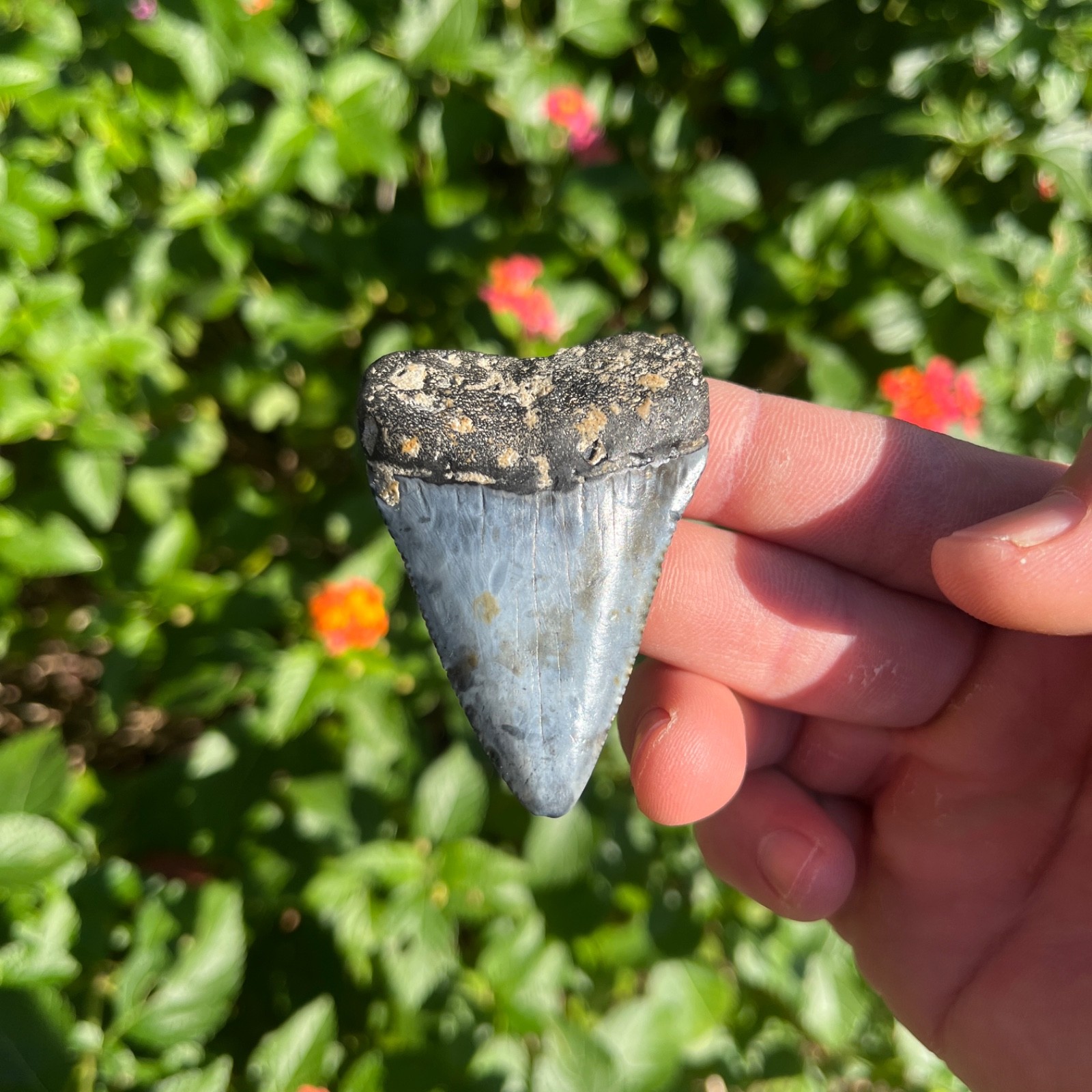 GREAT WHITE SHARK TOOTH 2.5 INCHES REAL FOSSIL - GREAT WHITE SHARK TOOTH 2.5 INCHES REAL FOSSIL -