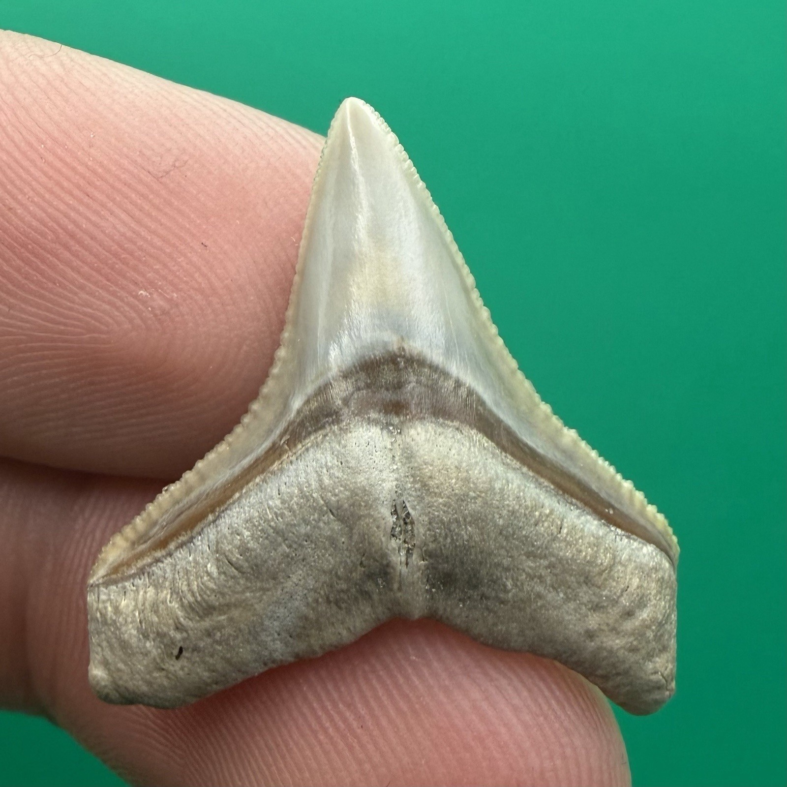 Top Quality Bull Shark Tooth Fossil 1.04” Rare Greenish Brown Top Quality Bull Shark Tooth Fossil 1.04” Rare Greenish Brown