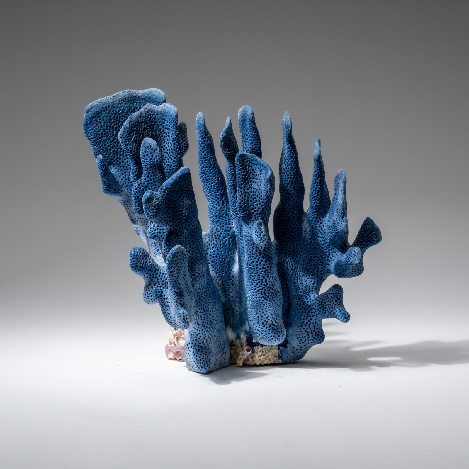 Genuine Blue Ridge Coral (4 Genuine Blue Ridge Coral (4