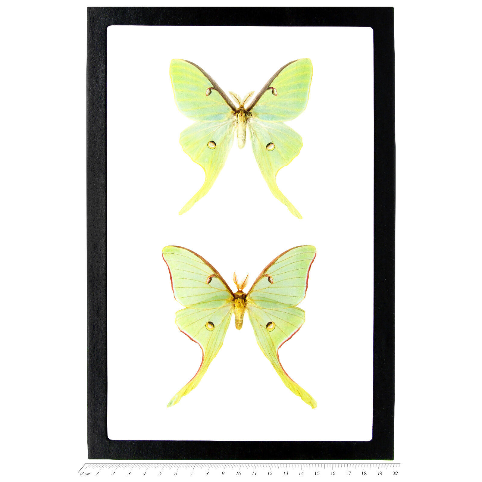 Actias luna + rubromarginata green framed saturn moths USA FRAMED