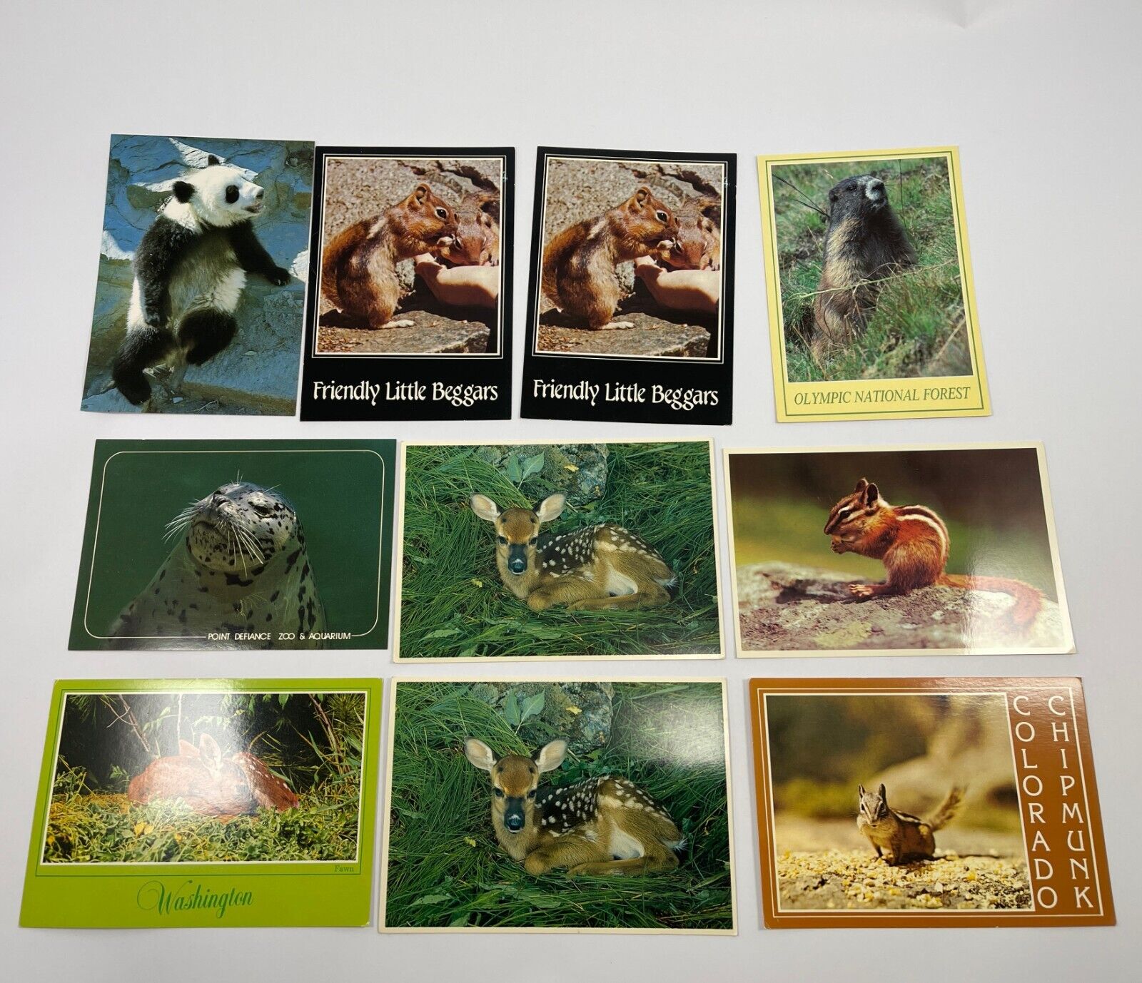 Lot of 10 Animal Postcards 4x6 Continental Chipmunk Panda sea lion deer marmot