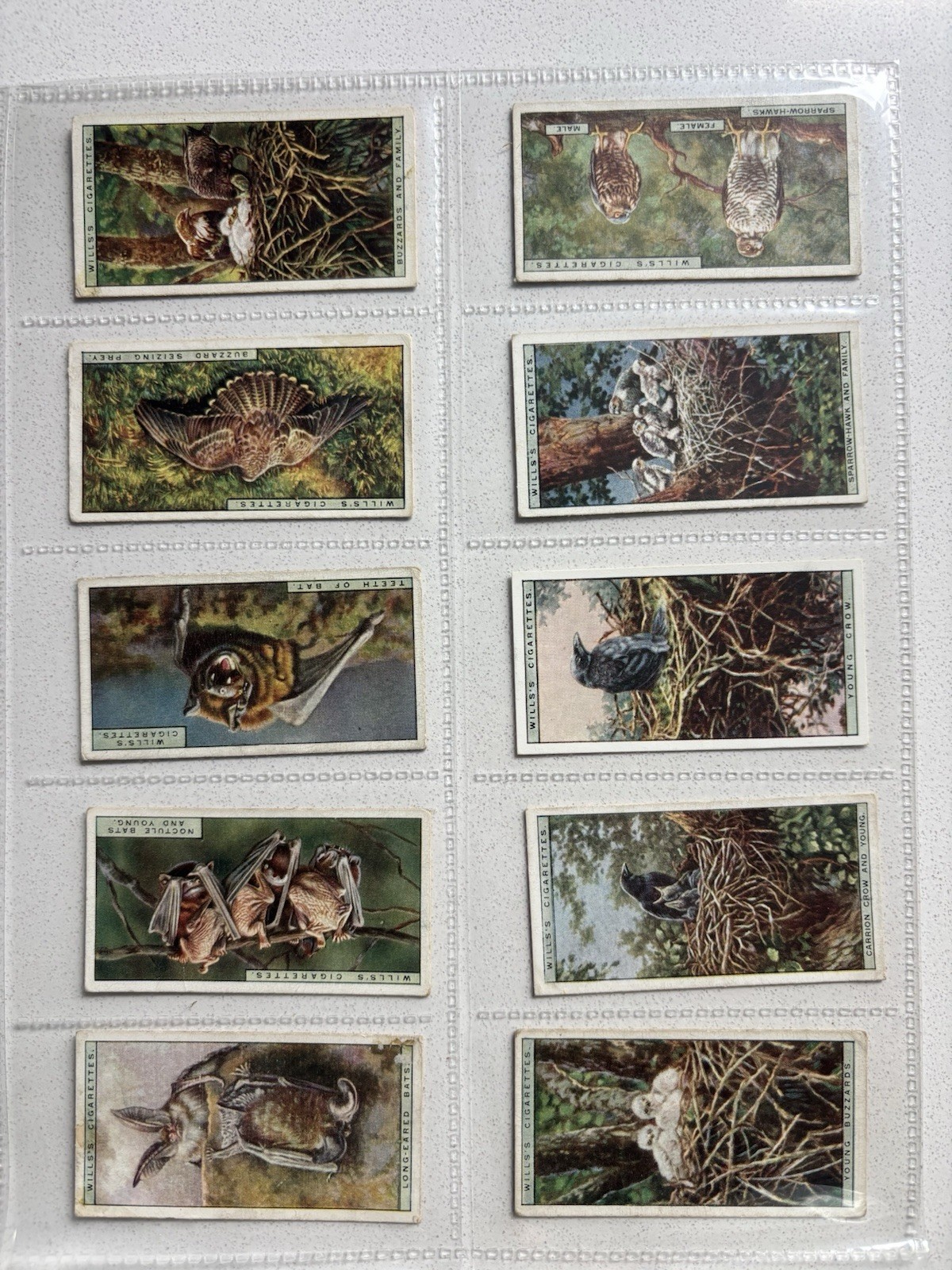 Wills Cigarette Cards 1925 Life in the Trees Complete Set of 50 Birds, Bats, etc