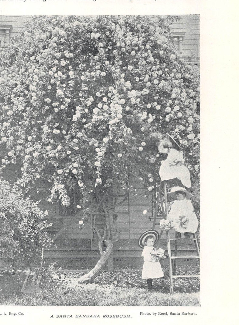 antique 1895 article ROSES of SANTA BARBARA CA California (2 halftone images) antique 1895 article ROSES of SANTA BARBARA CA California (2 halftone images)