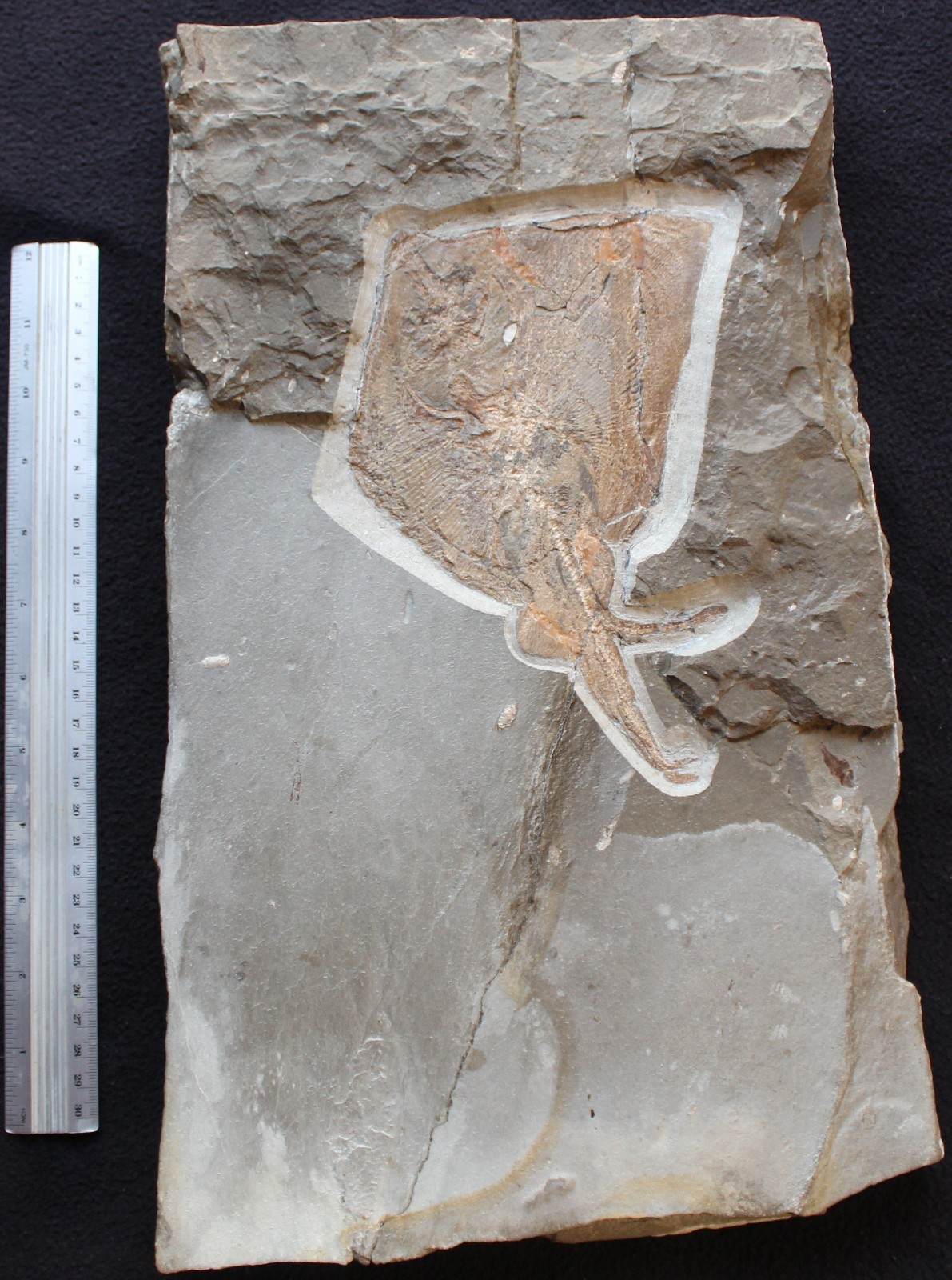Pararaja expansa - Very Rare Male Stingray - Cretaceous Fossils Lebanon Pararaja expansa - Very Rare Male Stingray - Cretaceous Fossils Lebanon