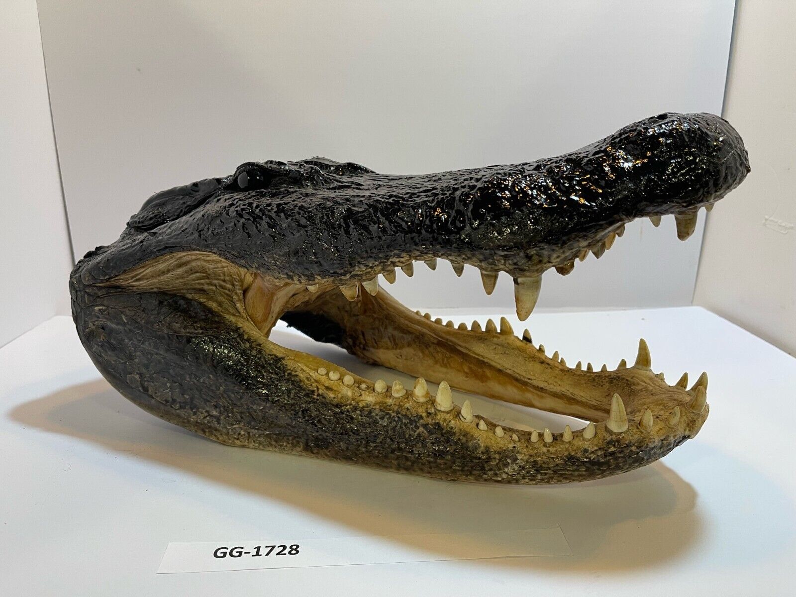 Alligator Head From 10’ Wild Louisiana Gator