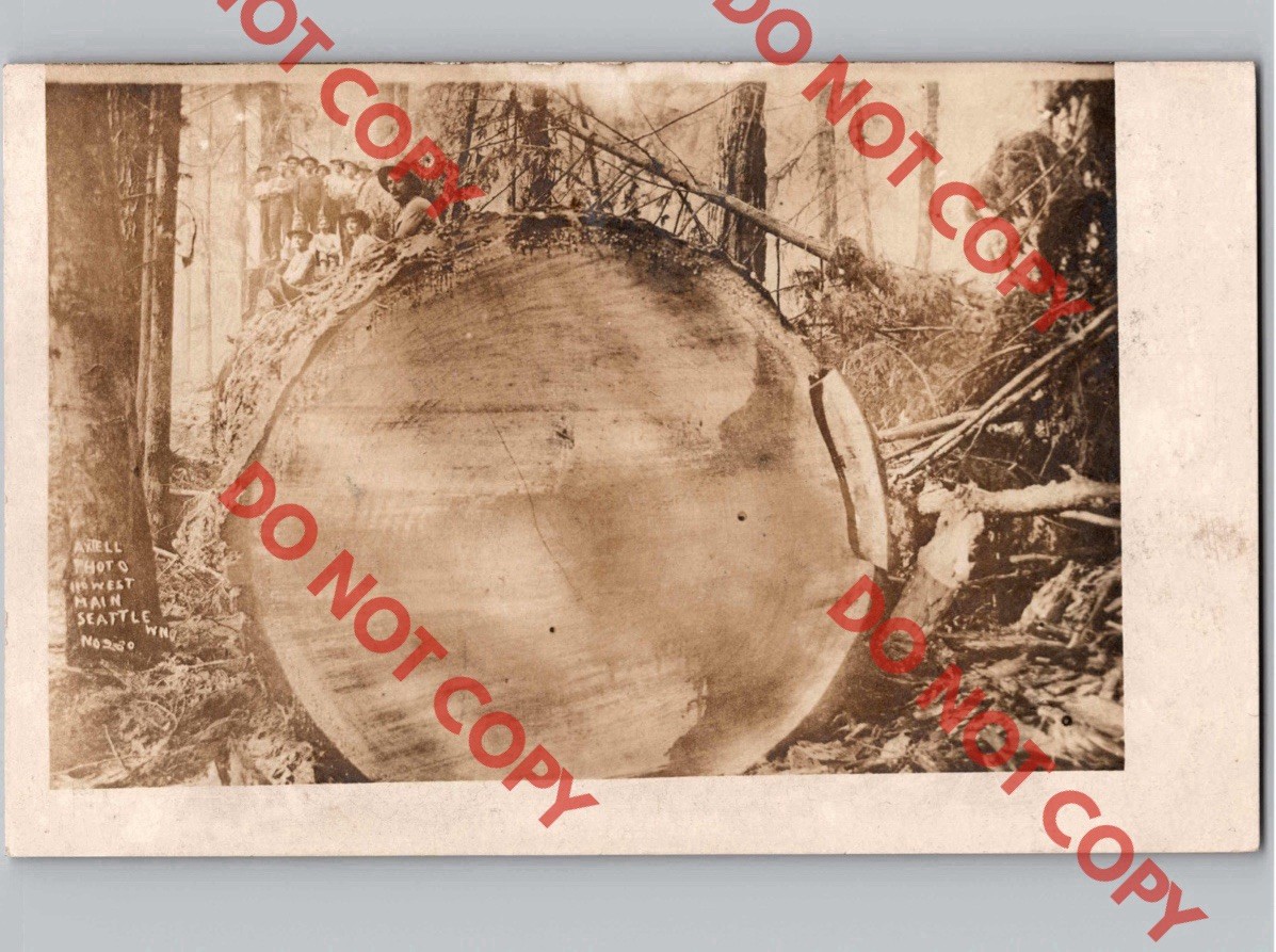 c1906 Group Of Lumberjacks Loggers On Massive Tree SEATTLE Washington WA RPPC c1906 Group Of Lumberjacks Loggers On Massive Tree SEATTLE Washington WA RPPC