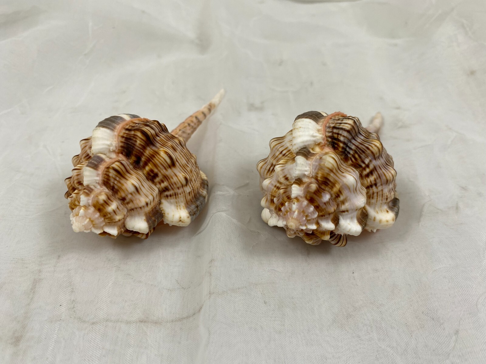 (2) HAUSTELLUM MUREX SNIPES BILL 4.75 (2) HAUSTELLUM MUREX SNIPES BILL 4.75