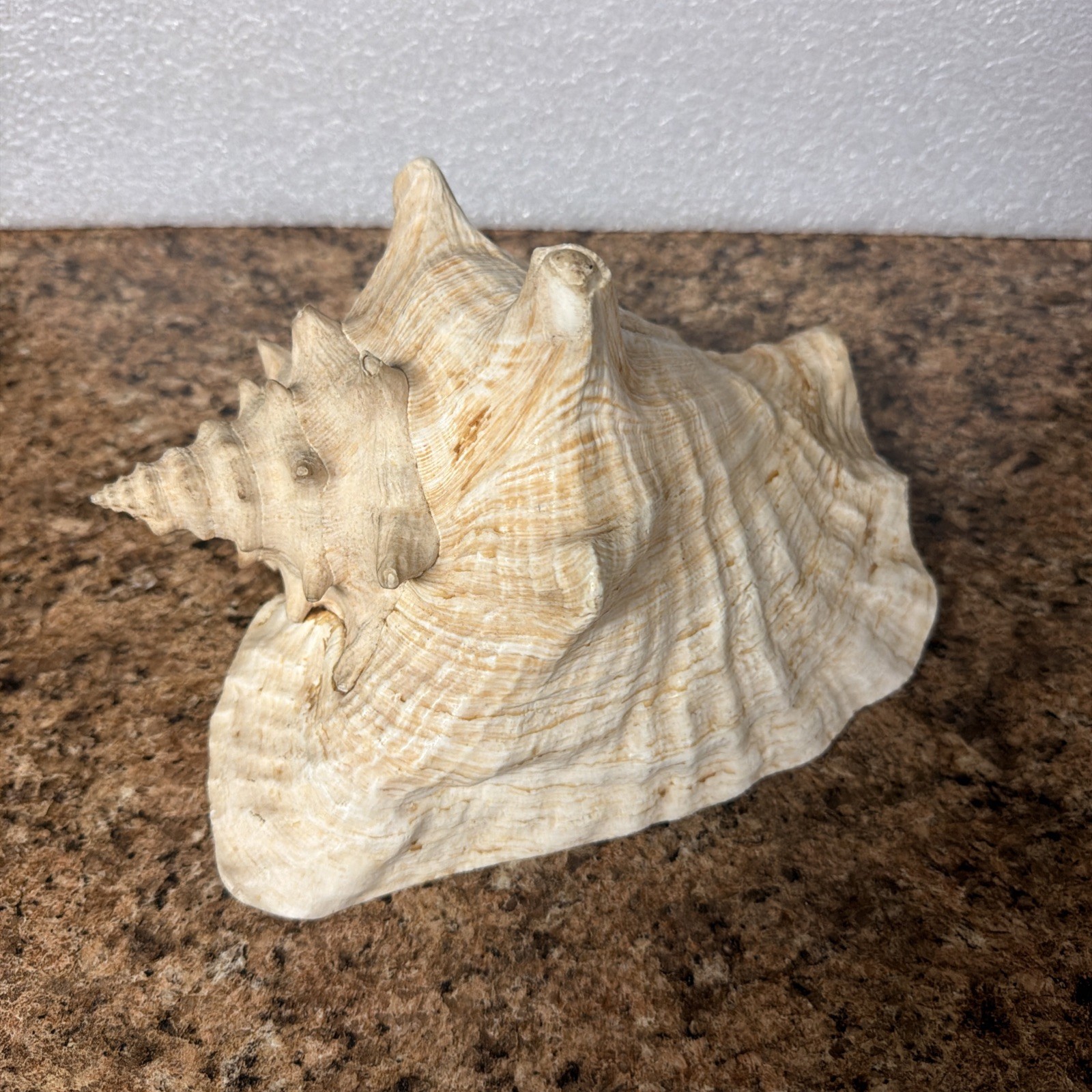 Large Queen Conch Seashell Pink Conch Shell 9”Large