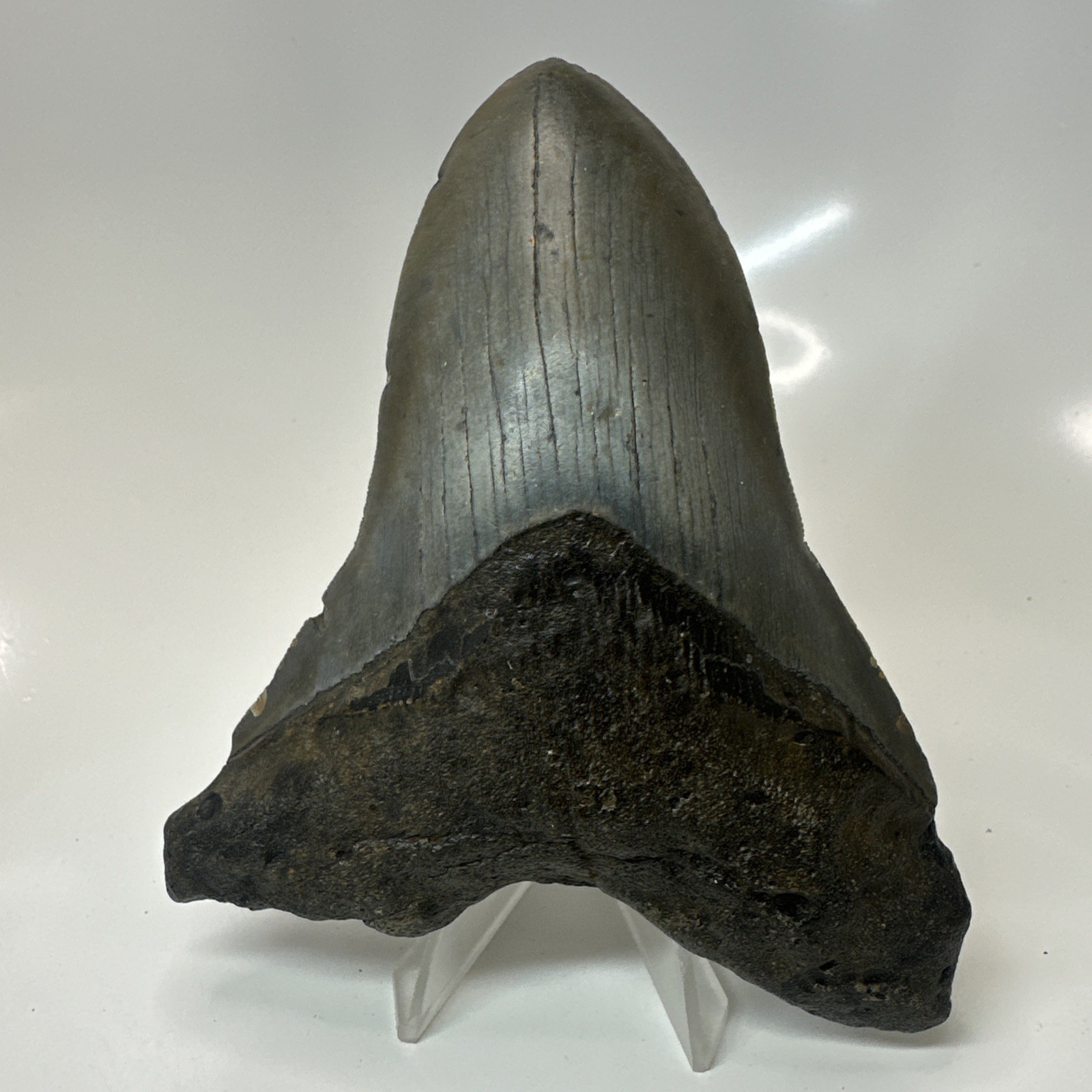 Megalodon Shark Tooth 5.10 Inch Unique Shape - Natural - Authentic Fossil 20635