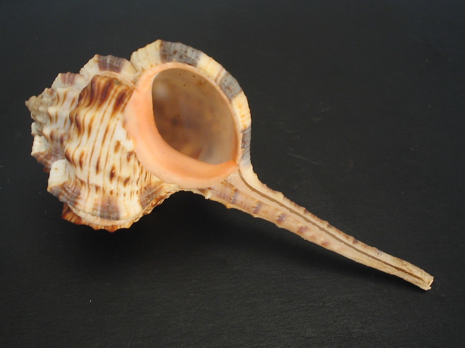 Amazing Form....MUREX HAUSTELLUM~98.7mm~Papua New Guinea SEASHELL Amazing Form....MUREX HAUSTELLUM~98.7mm~Papua New Guinea SEASHELL
