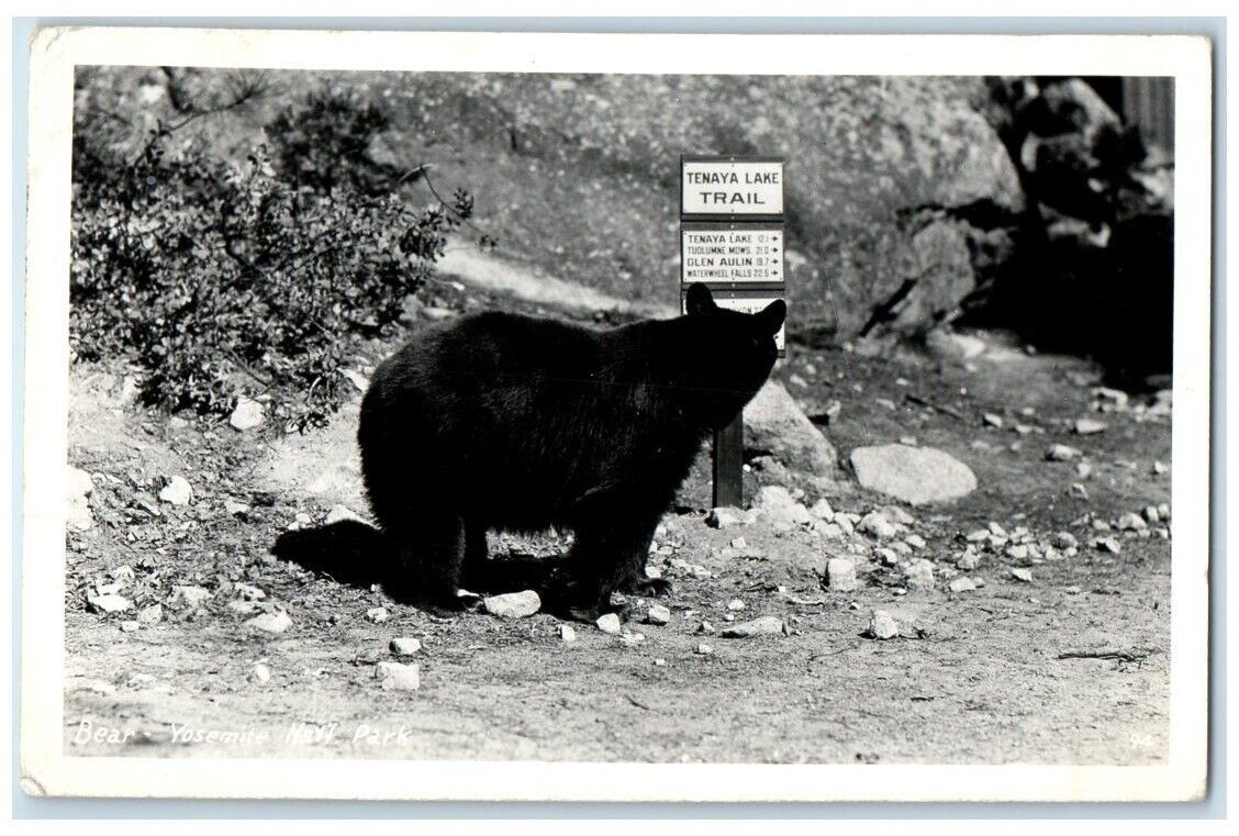 1950 Bear On Tenaya Lake Trail Camp Curry Yosemite CA RPPC Photo Postcard