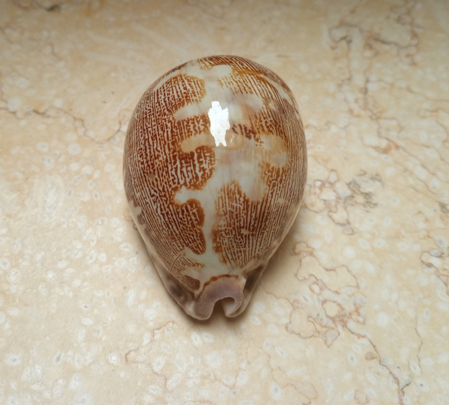 F Cypraea rosea mappa singularis great pattern natural glossy 71.2 mm F++++F+++ F Cypraea rosea mappa singularis great pattern natural glossy 71.2 mm F++++F+++